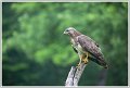 Saint Piat _06-06-2018-08-22-56_0642